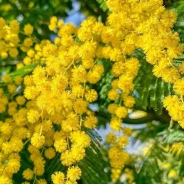 akacja-czarna-wczesna-acacia-decurrens-do-domu-na-taras-10-nasion