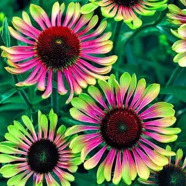 rudbekia-jezowka-green-twister-mrozoodporna-echinacea-purpurea-30-nasion