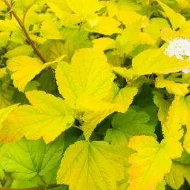 pecherznica-kalinolista-angel-gold-physocarpus-opulifolius-50-nasion