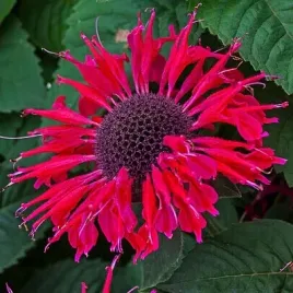 pysznoglowka-bergamotka-czerwona-monarda-citridora-wabi-motyle-20-nasion