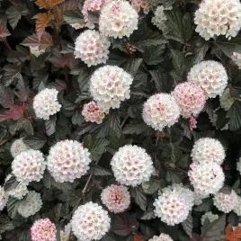 pecherznica-kalinolistna-diablo-physocarpus-opulifolius-diabolo-50-nasion