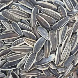 slonecznik-jadalny-paskowany-60-nasion-do-ogrodu-helianthus-annuus-l