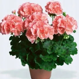 pelargonia-rabatowa-lososiowa-pelargonium-zonale-na-balkon-10-nasion