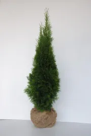 tuja-szmaragd-duza-140-cm-thuja-smaragd-zywotnik-zachodni