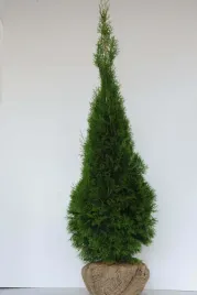 tuja-szmaragd-duza-170-cm-thuja-smaragd-zywotnik-zachodni