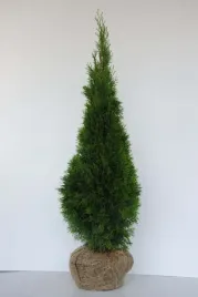 tuja-szmaragd-duza-150-cm-thuja-smaragd-zywotnik-zachodni