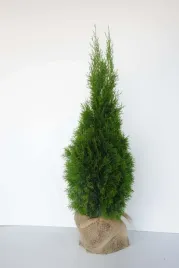 tuja-szmaragd-gesta-80-100-cm-thuja-smaragd-zywotnik-zachodni