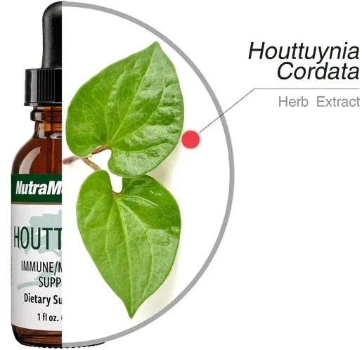 houttuynia-microbial-defence-nutramedix-30ml-stan-nowy