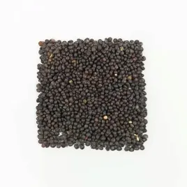 wyka-siewna-hanka-500g-nasiona-na-poplon-i-zielony-nawoz