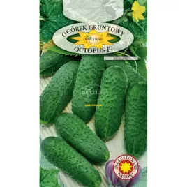 ogorek-octopus-f1-1g-roltico-konserwowy-do-kiszenia-plenna-odmiana