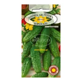 ogorek-soplica-f1-5g-roltico-gruntowy-bardzo-plenna-odmiana