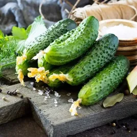 ogorek-octopus-f1-nasiona-wczesny-plenny-odporny-nasiona-ogrorkow