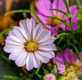 onetek-kosmos-cosmos-mix-mieszanka-nasiona-kwiatow