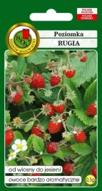 poziomka-rugia-05g-powtarzajaca-owocowanie-nasiona-odporna-na-mroz