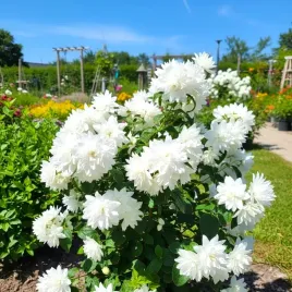 jasminowiec-karlowy-pearl-of-perfume-sadzonki-10-20-cm