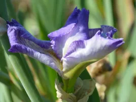 irys-brodkowy-pebble-fresh-fioletowy-klacze-kwiaty-do-ogrodu