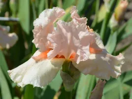 irys-brodkowy-coral-point-pastelowy-klacze-piekne-kwiaty-do-ogrodu