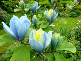 magnolia-szczepiona-blue-opal-sadzonki-40-60-cm