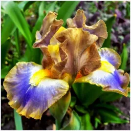 irys-kosaciec-bajkowy-hocus-pocus-sadzonki-klacza-1-szt-gratis