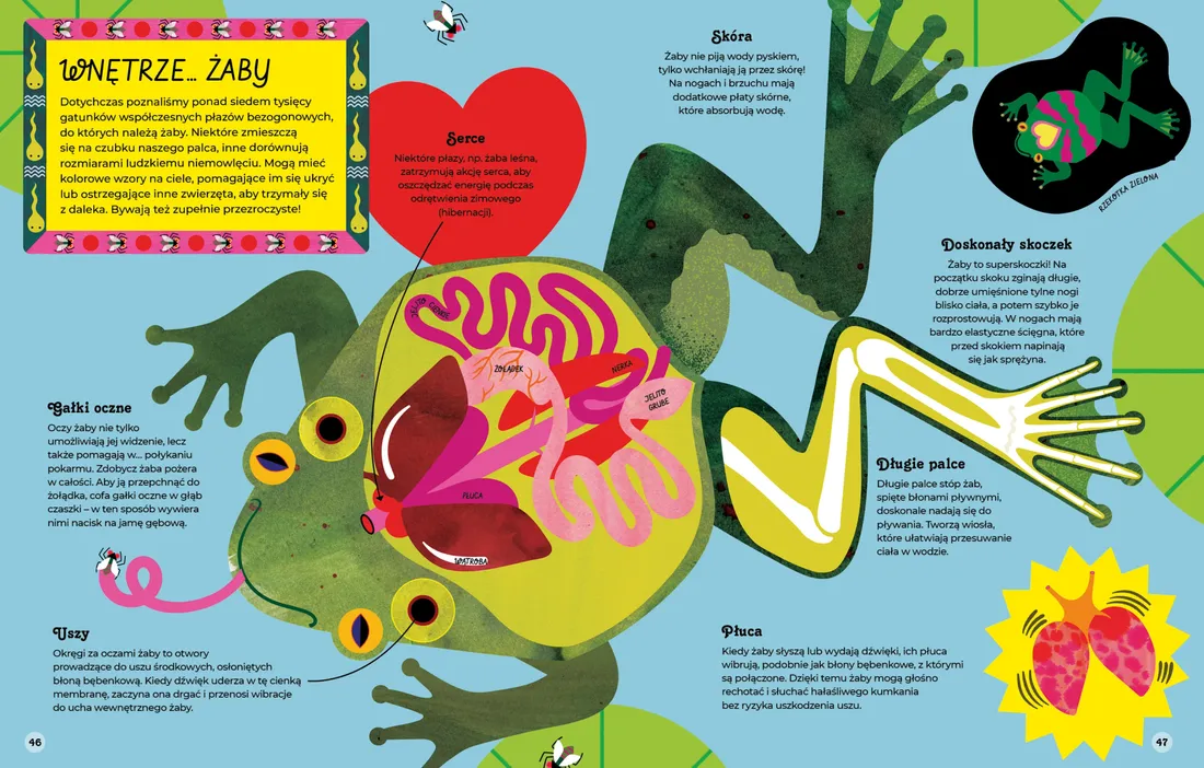 wnetrza-zwierzat-stan-nowy