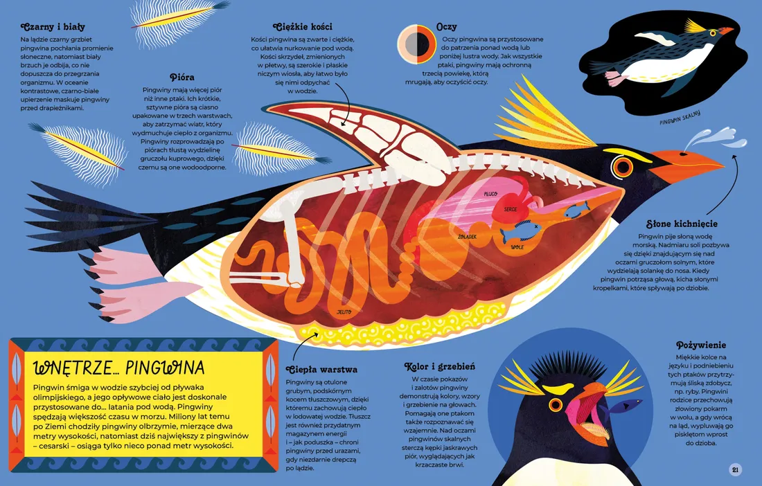 wnetrza-zwierzat-stan-nowy