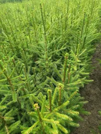 swierk-pospolity-80-cm100-cm-klasa-szkolkowany-rozkrzewiony-pakiet-10-sztuk