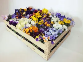 bratki-bratek-drobnokwiatowy-mix-12-szt-promocja