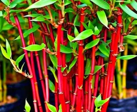 czerwony-bambus-fargezja-red-dragon-fargesia-sadzonki-p10