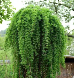 modrzew-japonski-stiff-weeper-na-pniu-piekny-iglak-o-placzacym-pokroju