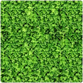 mikrokoniczyna-drobnolistna-05kg-400m2-koniczyna-wzbogaca-trawnik-nasiona