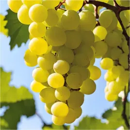 winogron-winorosl-ontario-biale-super-smak-latwa-odmiana-sadzonka-doniczka