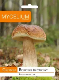 grzybnia-borowik-brzozowy-prawdziwek-grzyby-lesne