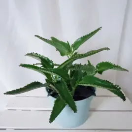 zyworodka-kalanchoe-lecznicza-3-4-rosliny-don-o13cm