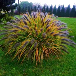 rozplenica-japonska-trawa-moudry-okazaly-kwiatostan