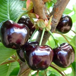 czeresnia-burlat-wczesna-slodka-stara-odmiana