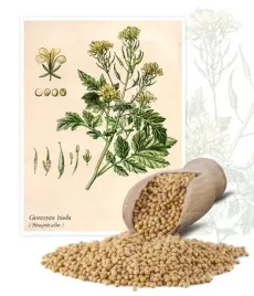 gorczyca-biala-nasiona-poplony-miododajna-miod-ziarno-roslina-poplon-5kg