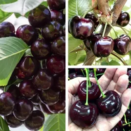 drzewka-owocowe-czeresnia-burlat-duze-ciemne-owoce-slodka-sadzonki-czeresni