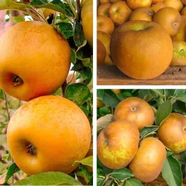 sadzonki-drzewka-owocowe-jablon-reneta-zlota-najbardziej-parchoodporna