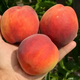 brzoskwinia-inka-polska-odmiana-ogromne-owoce