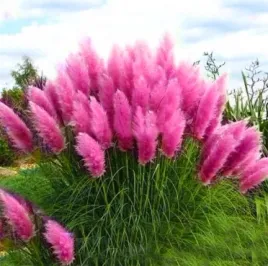 rozowa-trawa-pampasowa-cortaderia-selloana-pink-feather-trawa-ozdobna-p9