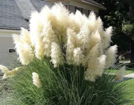 biala-trawa-pampasowa-cortaderia-selloana-white-feather-trawa-ozdobna-p9