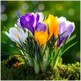 krokus-cebulki-mix-kolorow-latwa-uprawa-do-gruntu-i-donic-200-szt-gratis
