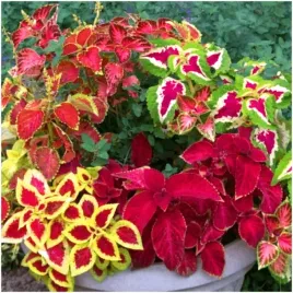 koleus-pokrzywka-mix-kolorow-rainbow-kameleon-nasiona-02-g