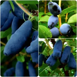 jagoda-kamczacka-pakiet-n3-honeybee-klon-44-indigo-gem-1l