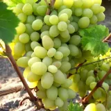 winorosl-arkadia-bardzo-duze-owoce-sadzonka-2l