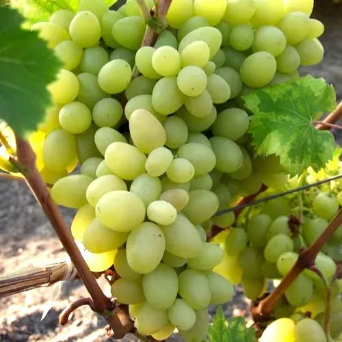 winorosl-arkadia-bardzo-duze-owoce-sadzonka-2l