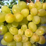 winorosl-arkadia-bardzo-duze-owoce-sadzonka-2l-styl-ogrod-nowoczesny-ogrod-skalny-ogrod-srodziemnomorski-ogrod-wiejski