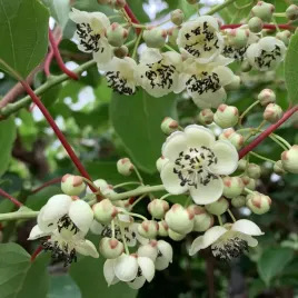 aktinidia-male-ostrolistna-zapylacz-do-zenskich-2l