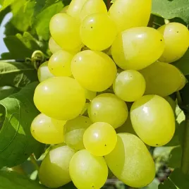 winorosl-timur-odmiana-o-najwiekszych-owocach-sadzonka-2l