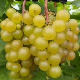 winorosl-refren-2l-wczesna-plenna-odmiana